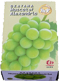 �}�X�J�b�g1kg�����p